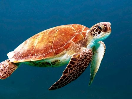 A sea turtle with a brown and green shell swims gracefully underwater against a deep blue background, displaying an elegant, serene look.