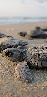 Baby sea turtles crawling ashore on a sandy beach, lined up and racing toward the ocean.