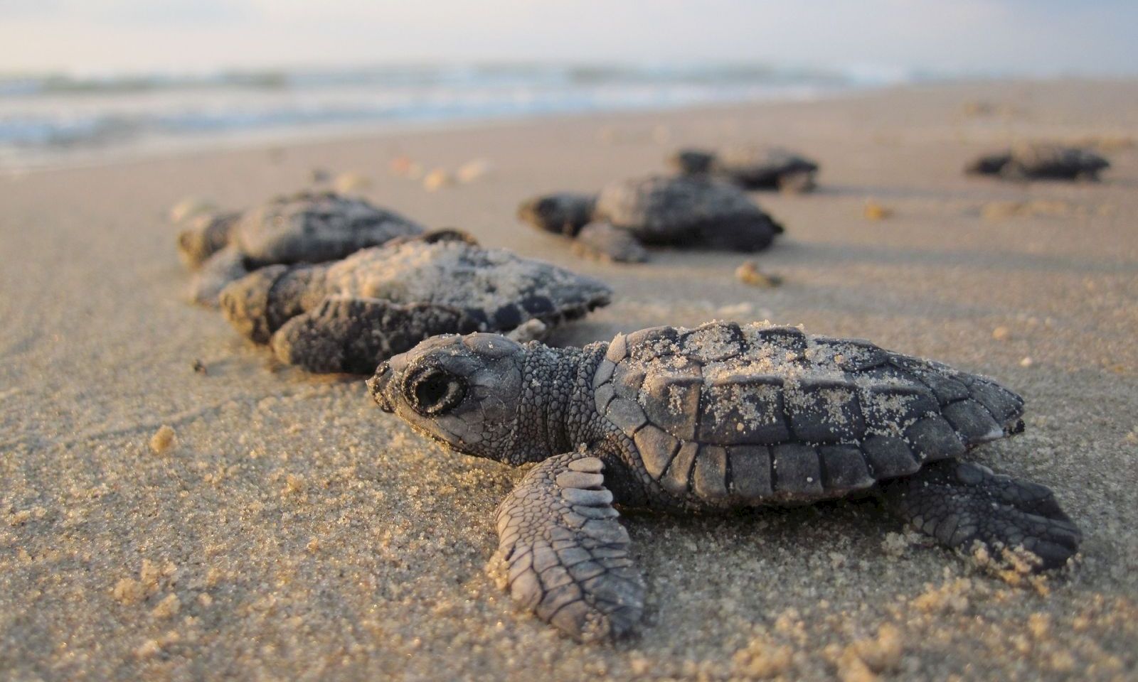 Tiny sea turtle hatchlings craning toward the ocean across the sandy beach, one brave crawl at a time, following the light.